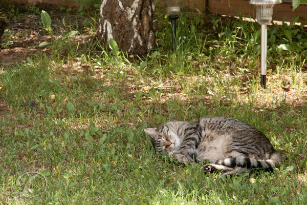 kitty grass snooze