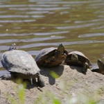 weekend turtles